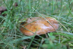 Suillus cothurnatus