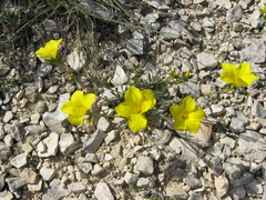 Linum tauricum
