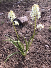 Toxicoscordion paniculatum