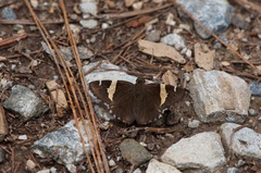 Thorybes pseudocellus