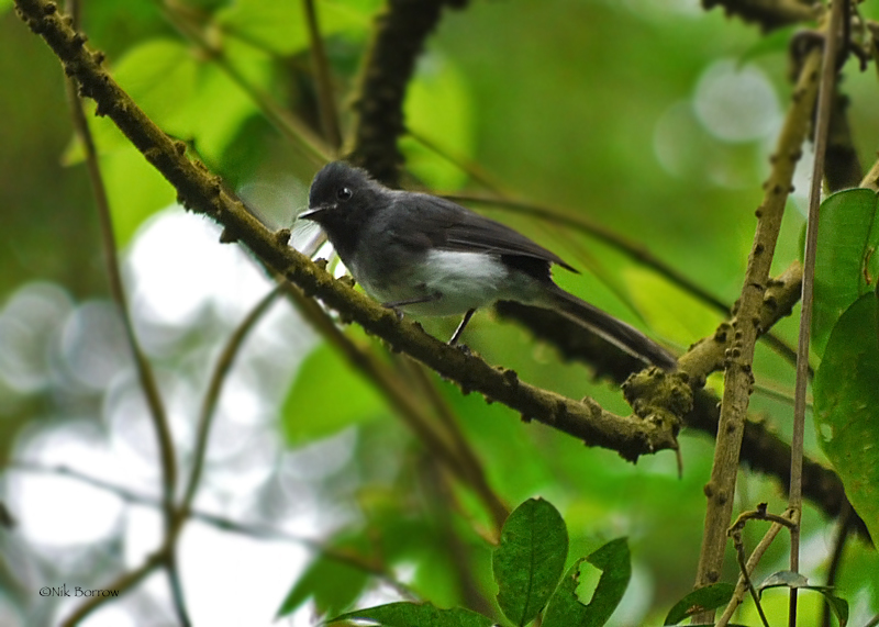 White-Bellied Crested-Flycatcher