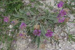 Astragalus onobrychioides