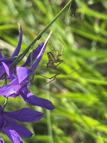 Photo of Bordered Orbweaver (Neoscona adianta)