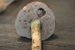 Tylopilus minor