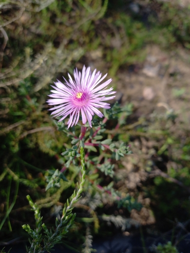 Rimaria luckhoffii (L. Bolus) L. Bolus