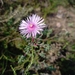 Lampranthus emarginatoides - Photo (c) Christiaan Viljoen, some rights reserved (CC BY), uploaded by Christiaan Viljoen