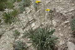 Tanacetum akinfiewii