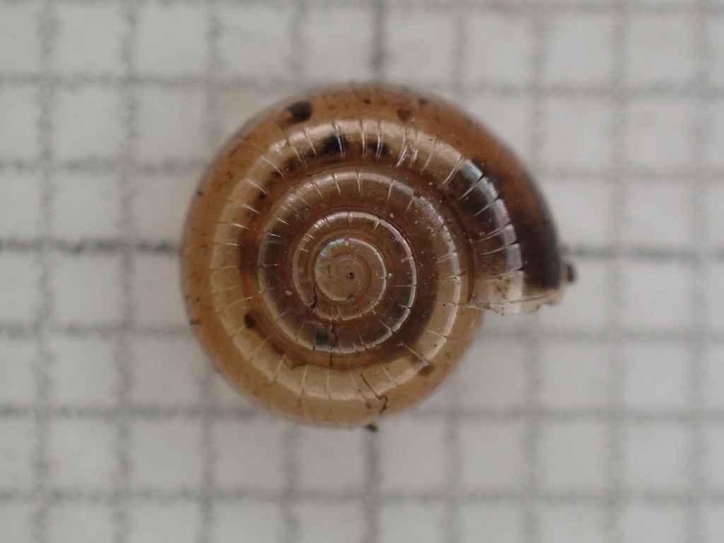 Suborb Glyph