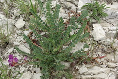 Astragalus buschiorum