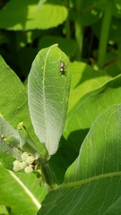 Tutelina