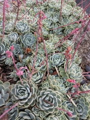 Echeveria elegans