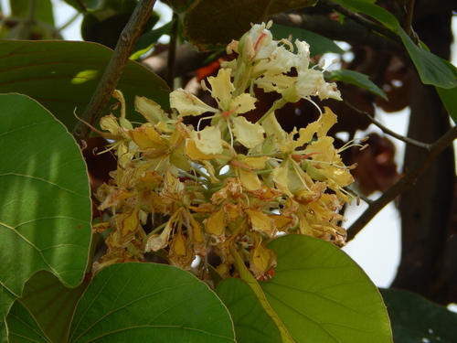 Phanera vahlii (Wight & Arn.) Benth.