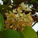 Bauhinia vahlii - Photo (c) antaryami, some rights reserved (CC BY-NC)