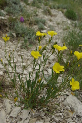 Linum tauricum