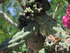 Toxostoma curvirostre