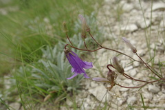 Campanula daghestanica