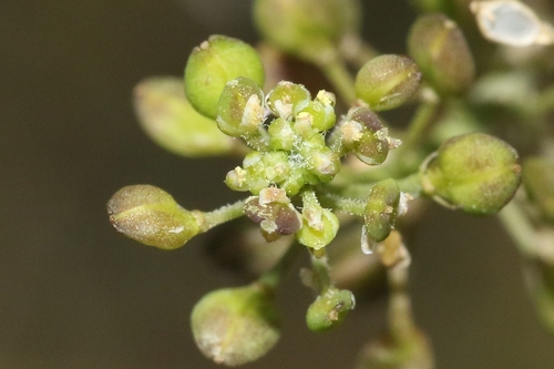 Lepidium africanum iNat (3)