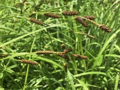 Carex shortiana
