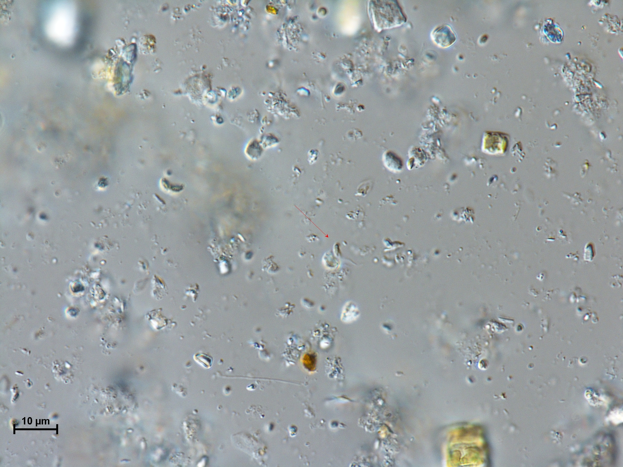 Spermatozopsis exsultans