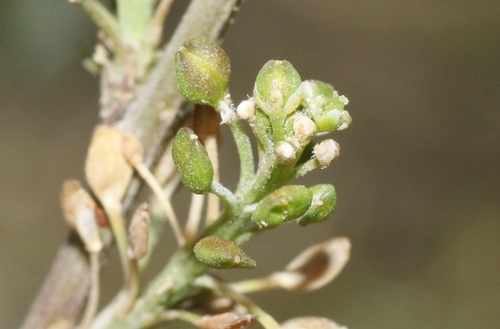 Lepidium africanum