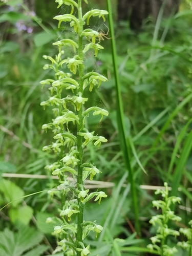 Platanthera fuscescens, photograph 5