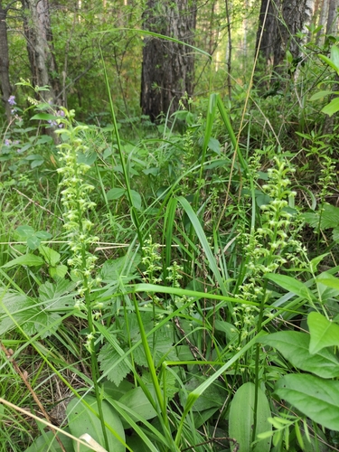 Platanthera fuscescens, photograph 6