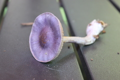 Cortinarius iodeoides