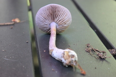 Cortinarius iodeoides