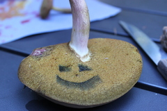 Lanmaoa pallidorosea