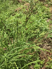 Carex shortiana