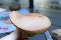 Lanmaoa pallidorosea