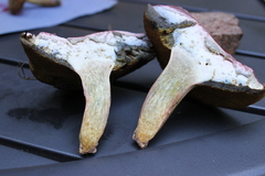 Lanmaoa pallidorosea