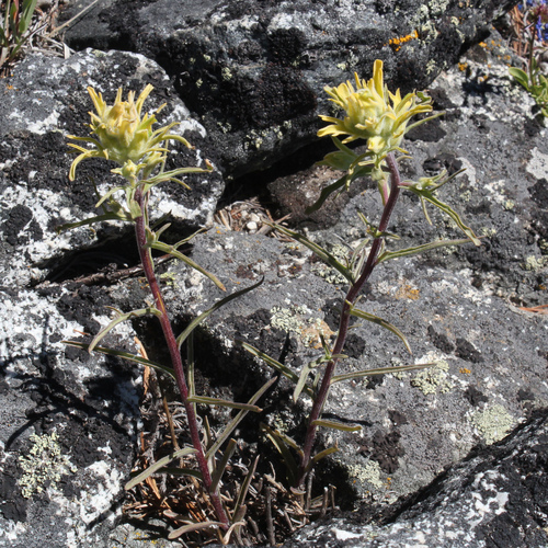 Image of Castilleja flava by (c) Paul McClellan, some rights reserved (CC BY)