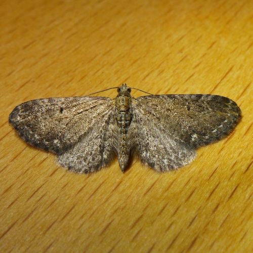 Common Pug