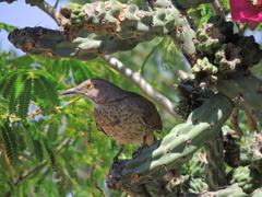 Toxostoma curvirostre