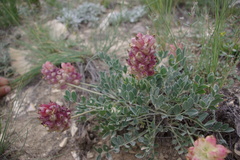 Astragalus calycinus