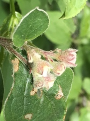 Cotoneaster tomentosus