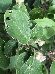 Cotoneaster tomentosus