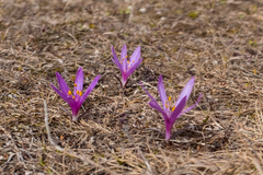 Colchicum trigynum