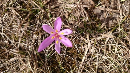 Colchicum trigynum