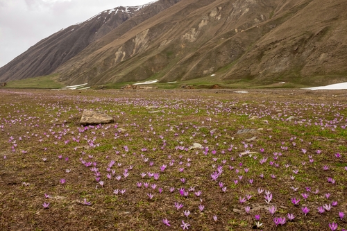 Colchicum trigynum