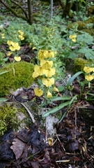 Rhynchocorys stricta