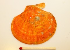 Talochlamys gemmulata