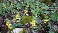 Rhynchocorys stricta