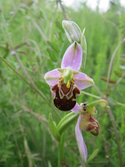 Ophrys apifera
