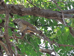 Toxostoma curvirostre