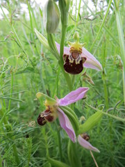 Ophrys apifera