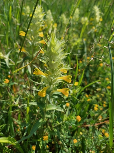 Image of Melampyrum barbatum by (c) Krisztina, some rights reserved (CC BY)