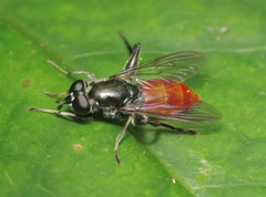 Xylotina