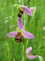 Ophrys apifera